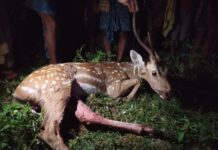 କୁକୁର ଆକ୍ରମଣରେ ହରିଣ ମୃତ….