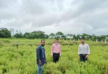 ତୁଳସୀ ପତ୍ରର ମାନବୃଦ୍ଧି ଏବଂ ଜୈବିକ ଚାଷ ନେଇ ସୋଆରେ ଗବେଷଣା