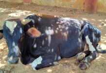 ବୁଲା ଗାଈ ଗୋରୁ ଓ କୁକୁର ଙ୍କ ଖାଦ୍ୟ ପାଇଁ ମୁଖ୍ୟମନ୍ତ୍ରୀ ଙ୍କ ରିଲିଫ ପାଣ୍ଠିରୁ ଦ୍ବିତୀୟ ପର୍ଯ୍ୟାୟ ରେ ପଞ୍ଚାବନ ଲଷ ଟଙ୍କା ସହାୟତା ମଞୁର ।